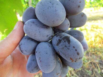 Саженцы винограда: Бонус - Л.В.Авина